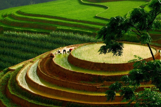 Ngắm ruộng bậc thang Mù Cang Chải đẹp lung linh mùa đổ nước - 3