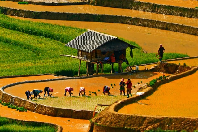 Ngắm ruộng bậc thang Mù Cang Chải đẹp lung linh mùa đổ nước - 6