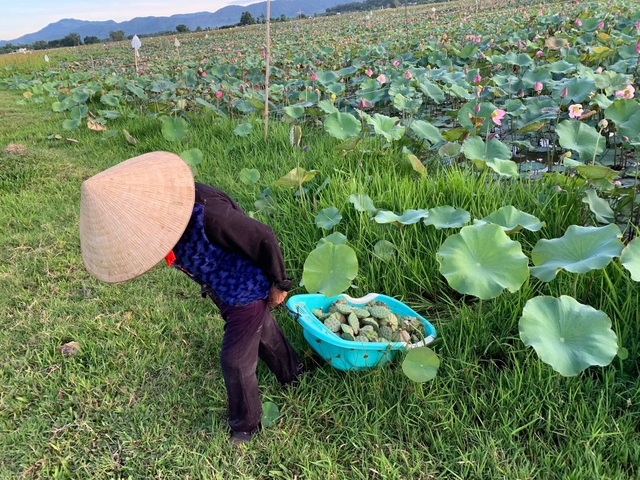 Hà Tĩnh: Kiếm tiền từ thu hoạch sen cuối vụ - 13 Hà Tĩnh: Kiếm tiền từ thu hoạch sen cuối vụ - 13