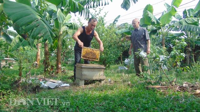 Thái Nguyên: U80 nuôi ong cho vui, ai ngờ tạo nên cả cơ nghiệp lớn - 2 Thái Nguyên: U80 nuôi ong cho vui, ai ngờ tạo nên cả cơ nghiệp lớn - 2