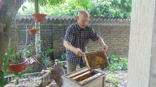 Thái Nguyên: U80 nuôi ong cho vui, ai ngờ tạo nên cả cơ nghiệp lớn - 4 Thái Nguyên: U80 nuôi ong cho vui, ai ngờ tạo nên cả cơ nghiệp lớn - 4