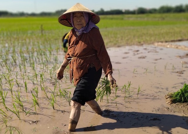 Cảm phục cụ bà gần 90 tuổi ra đồng thấy khỏe hơn ở nhà - 1 Cảm phục cụ bà gần 90 tuổi ra đồng thấy khỏe hơn ở nhà - 1