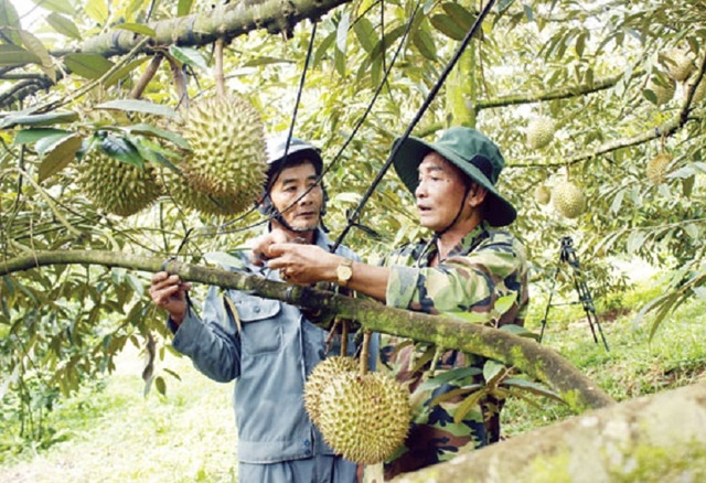 Đắk Nông: Kiếm nửa triệu đồng mỗi ngày nhờ mua thứ hạt ...bỏ đi - 4 Đắk Nông: Kiếm nửa triệu đồng mỗi ngày nhờ mua thứ hạt ...bỏ đi - 4