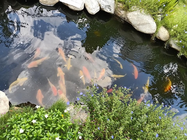 Bỏ phố về quê, mẹ đảm ở Bình Dương làm nhà vườn, trồng rau nuôi cá - 4 Bỏ phố về quê, mẹ đảm ở Bình Dương làm nhà vườn, trồng rau nuôi cá - 4
