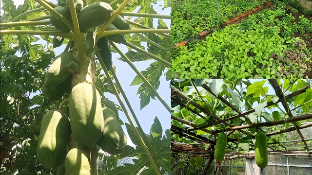 Bỏ phố về quê, mẹ đảm ở Bình Dương làm nhà vườn, trồng rau nuôi cá - 7 Bỏ phố về quê, mẹ đảm ở Bình Dương làm nhà vườn, trồng rau nuôi cá - 7