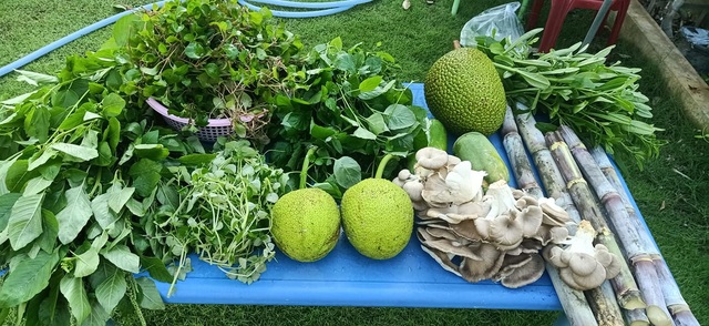 Bỏ phố về quê, mẹ đảm ở Bình Dương làm nhà vườn, trồng rau nuôi cá - 8 Bỏ phố về quê, mẹ đảm ở Bình Dương làm nhà vườn, trồng rau nuôi cá - 8