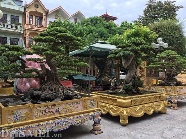 Hoa mắt với báu vật sanh cổ Tiên lão giáng trần dáng chưa từng có giá ngang biệt thự - 2 Hoa mắt với báu vật sanh cổ Tiên lão giáng trần dáng chưa từng có giá ngang biệt thự - 2