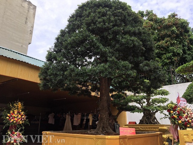 Hoa mắt với báu vật sanh cổ Tiên lão giáng trần dáng chưa từng có giá ngang biệt thự - 3 Hoa mắt với báu vật sanh cổ Tiên lão giáng trần dáng chưa từng có giá ngang biệt thự - 3