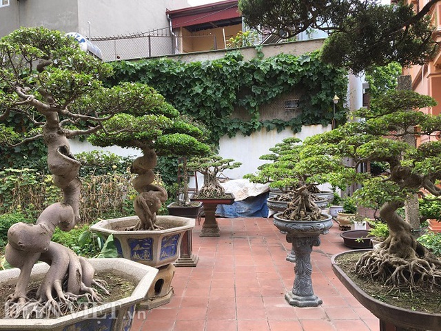 Hoa mắt với báu vật sanh cổ Tiên lão giáng trần dáng chưa từng có giá ngang biệt thự - 5 Hoa mắt với báu vật sanh cổ Tiên lão giáng trần dáng chưa từng có giá ngang biệt thự - 5