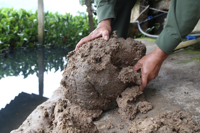 Nuôi con “chân vịt, thịt gà, da trâu, đầu rắn” thu tiền tỷ mỗi năm ở Sơn La - 2 Nuôi con “chân vịt, thịt gà, da trâu, đầu rắn” thu tiền tỷ mỗi năm ở Sơn La - 2