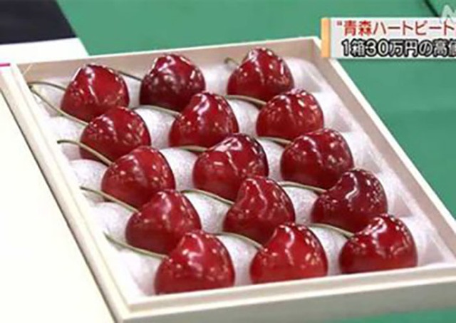 Cherry Nhật đắt kỷ lục, về Việt Nam giá 6,6 triệu đồng/kg - 2 Cherry Nhật đắt kỷ lục, về Việt Nam giá 6,6 triệu đồng/kg - 2