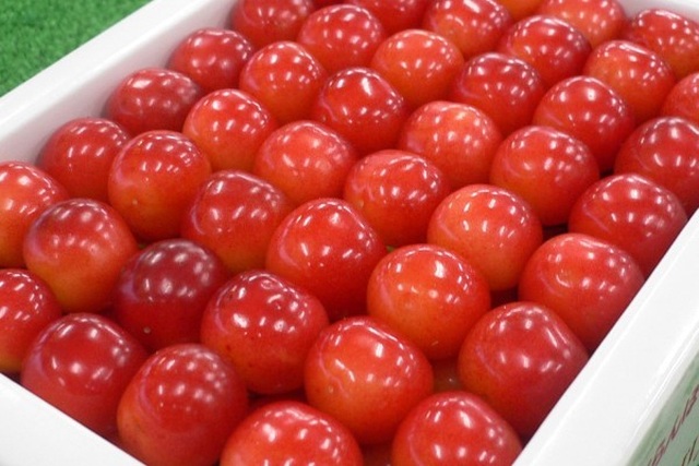 Cherry Nhật đắt kỷ lục, về Việt Nam giá 6,6 triệu đồng/kg - 3 Cherry Nhật đắt kỷ lục, về Việt Nam giá 6,6 triệu đồng/kg - 3