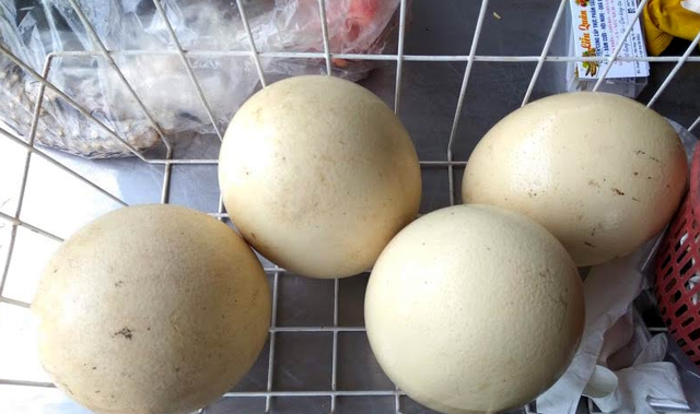 Trứng đà điểu Emu giá tiền triệu, nhà giàu ăn sang cũng phải nhịn miệng - 5 Trứng đà điểu Emu giá tiền triệu, nhà giàu ăn sang cũng phải nhịn miệng - 5