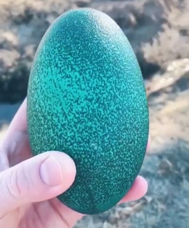 Trứng đà điểu Emu giá tiền triệu, nhà giàu ăn sang cũng phải nhịn miệng - 1 Trứng đà điểu Emu giá tiền triệu, nhà giàu ăn sang cũng phải nhịn miệng - 1