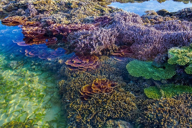 Đi bộ dưới biển, ngắm rặng san hô rực rỡ sắc màu tại Phú Quốc - 3