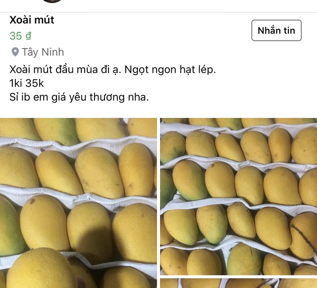 Xoài mini Trung Quốc về ngập chợ, dân buôn bán cả tạ mỗi ngày - 4 Xoài mini Trung Quốc về ngập chợ, dân buôn bán cả tạ mỗi ngày - 4