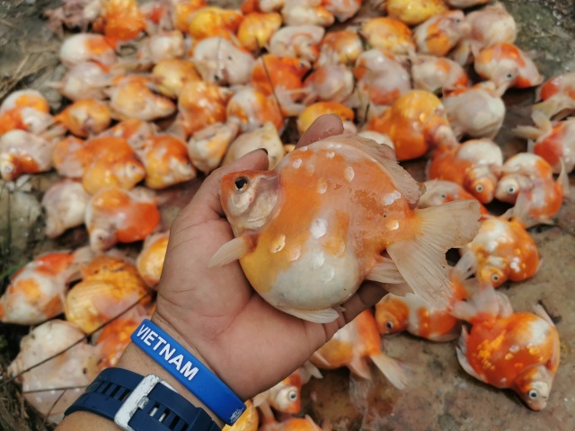 Bể cá cảnh đẹp như mơ giá nửa tỷ đồng chết sạch chỉ vì sự cố - 2 Bể cá cảnh đẹp như mơ giá nửa tỷ đồng chết sạch chỉ vì sự cố - 2