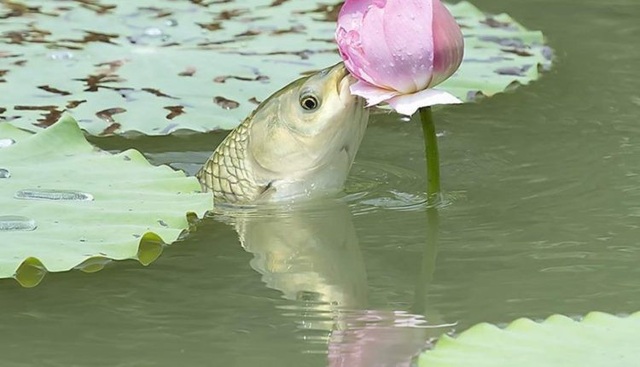 Cá lao lên mặt nước đớp trụi bông hoa sen - 2 Cá lao lên mặt nước đớp trụi bông hoa sen - 2