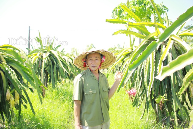 “Lão gàn” biến đất sỏi đá thành vườn cây ăn quả, thu hàng trăm triệu mỗi năm - 2 “Lão gàn” biến đất sỏi đá thành vườn cây ăn quả, thu hàng trăm triệu mỗi năm - 2
