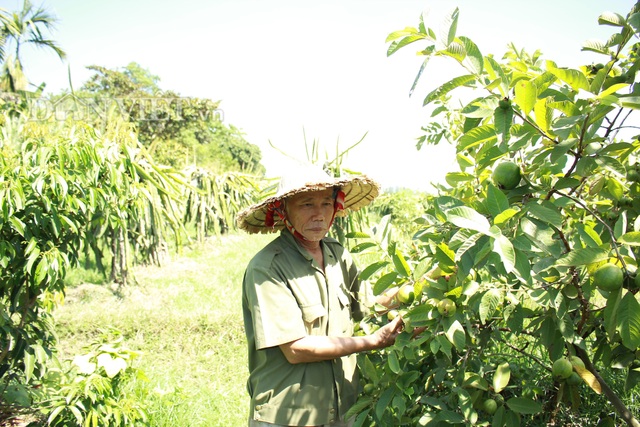 “Lão gàn” biến đất sỏi đá thành vườn cây ăn quả, thu hàng trăm triệu mỗi năm - 4 “Lão gàn” biến đất sỏi đá thành vườn cây ăn quả, thu hàng trăm triệu mỗi năm - 4