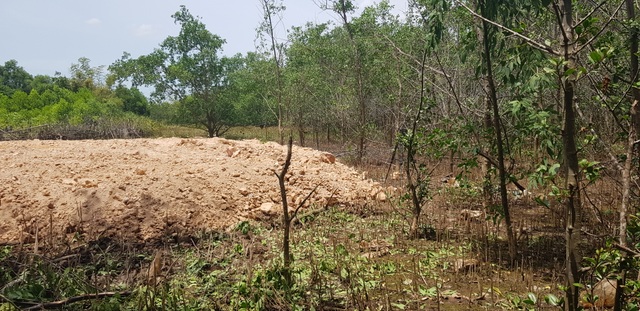 Chặn đứng việc tự ý chặt rừng ngăn mặn để san mặt bằng tại Quảng Trị - 7 Chặn đứng việc tự ý chặt rừng ngăn mặn để san mặt bằng tại Quảng Trị - 7