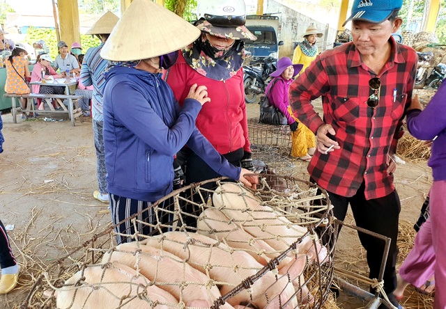 Ở Quảng Nam có nghề đặc biệt: Phụ nữ “bồng heo” - 3 Ở Quảng Nam có nghề đặc biệt: Phụ nữ “bồng heo” - 3