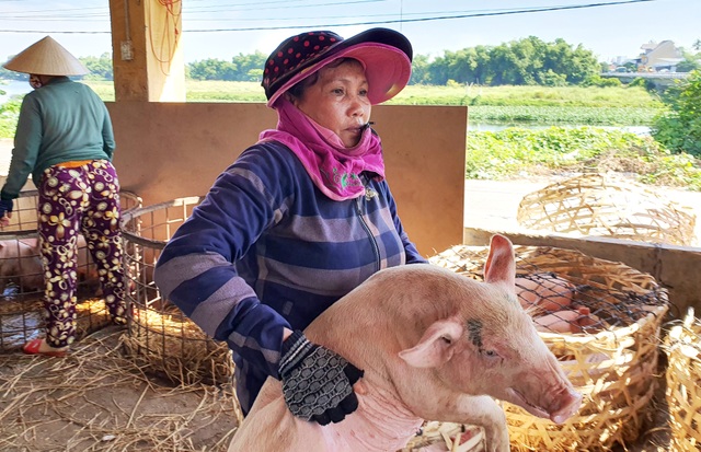 Ở Quảng Nam có nghề đặc biệt: Phụ nữ “bồng heo” - 5 Ở Quảng Nam có nghề đặc biệt: Phụ nữ “bồng heo” - 5