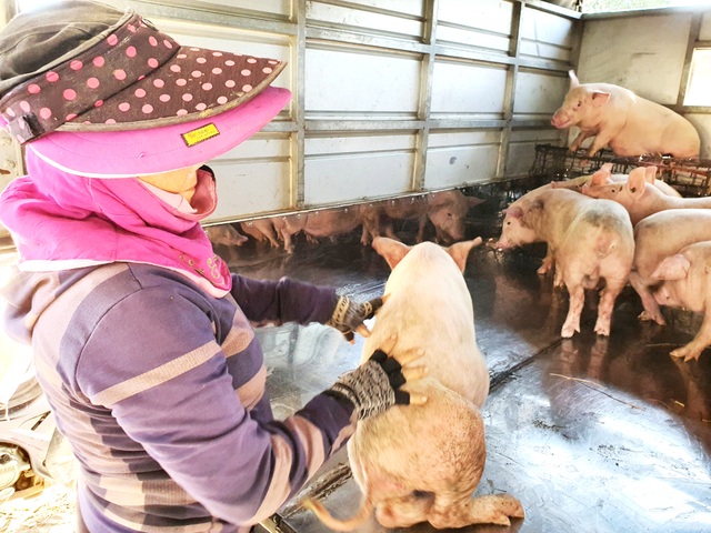 Ở Quảng Nam có nghề đặc biệt: Phụ nữ “bồng heo” - 6 Ở Quảng Nam có nghề đặc biệt: Phụ nữ “bồng heo” - 6