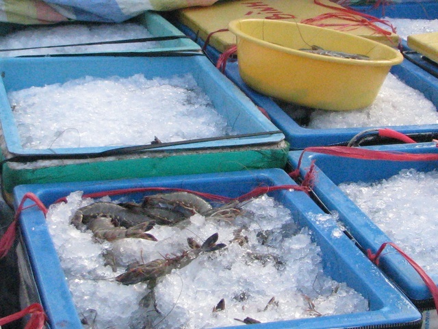 Vận chuyển tôm tạp chất, một thương lái bị phạt hàng chục triệu đồng - 1 Vận chuyển tôm tạp chất, một thương lái bị phạt hàng chục triệu đồng - 1