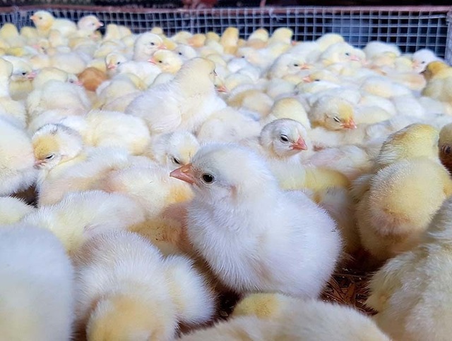Đang nghèo nhất làng trở thành tỷ phú nhờ khởi nghiệp từ 20 con gà mái - 3 Đang nghèo nhất làng trở thành tỷ phú nhờ khởi nghiệp từ 20 con gà mái - 3