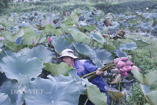 Lai Châu: Ao thả cá chả vui, trồng cây lá to như cái thúng lại đông người tới xem - 2 Lai Châu: Ao thả cá chả vui, trồng cây lá to như cái thúng lại đông người tới xem - 2