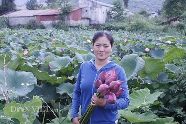 Lai Châu: Ao thả cá chả vui, trồng cây lá to như cái thúng lại đông người tới xem - 3 Lai Châu: Ao thả cá chả vui, trồng cây lá to như cái thúng lại đông người tới xem - 3