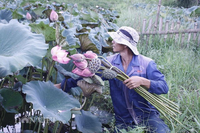 Lai Châu: Ao thả cá chả vui, trồng cây lá to như cái thúng lại đông người tới xem - 4 Lai Châu: Ao thả cá chả vui, trồng cây lá to như cái thúng lại đông người tới xem - 4