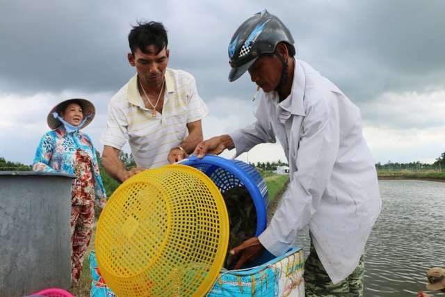 Dịch bệnh tôm nước lợ diễn biến phức tạp, người nuôi như “ngồi trên lửa” - 2 Dịch bệnh tôm nước lợ diễn biến phức tạp, người nuôi như “ngồi trên lửa” - 2