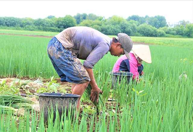 Những người bán mặt cho đất, bán lưng cho trời ở LB Nga - 1 Những người bán mặt cho đất, bán lưng cho trời ở LB Nga - 1