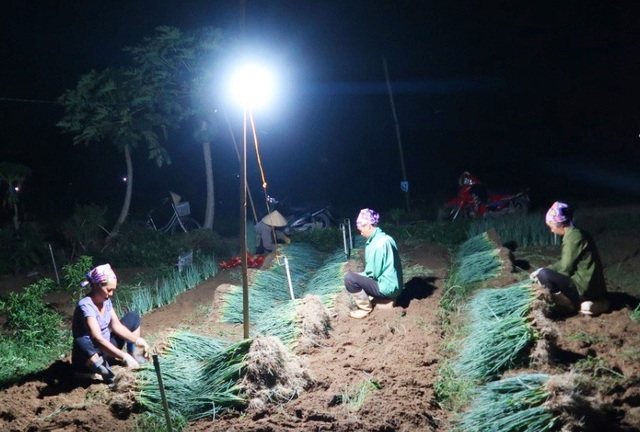 Nghệ An: Nắng nóng đỉnh điểm, nông dân “chong đèn” nhổ hành xuyên đêm - 2 Nghệ An: Nắng nóng đỉnh điểm, nông dân “chong đèn” nhổ hành xuyên đêm - 2
