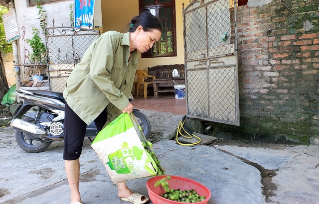 Vui buồn nghề kiếm bạc triệu từ thứ quả “xanh chua, chín ngọt” - 5 Vui buồn nghề kiếm bạc triệu từ thứ quả “xanh chua, chín ngọt” - 5