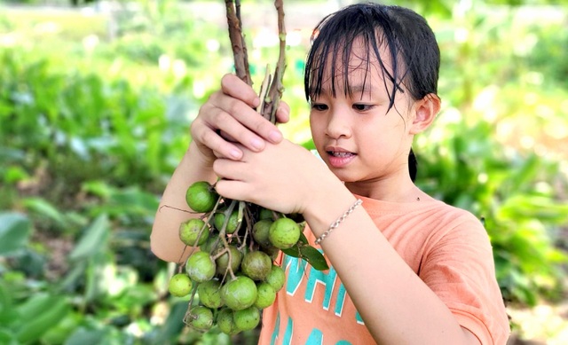 Vui buồn nghề kiếm bạc triệu từ thứ quả “xanh chua, chín ngọt” - 6 Vui buồn nghề kiếm bạc triệu từ thứ quả “xanh chua, chín ngọt” - 6