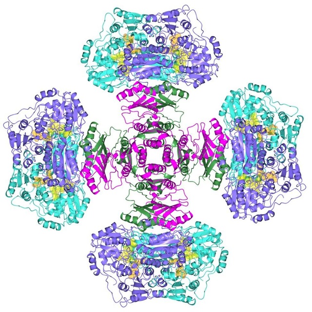 Bí ẩn enzyme nửa thế kỷ đã được giải quyết - 1