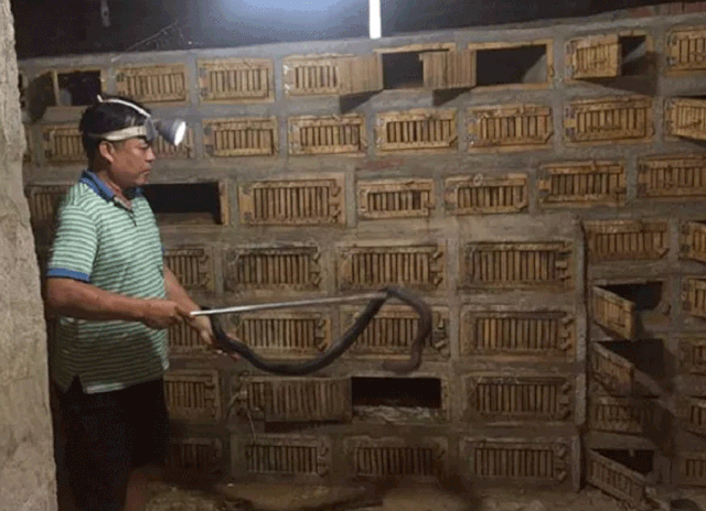 Hàng vạn con rắn hổ mang bị bỏ đói, dân nhặt trứng rắn hấp ăn - 1 Hàng vạn con rắn hổ mang bị bỏ đói, dân nhặt trứng rắn hấp ăn - 1