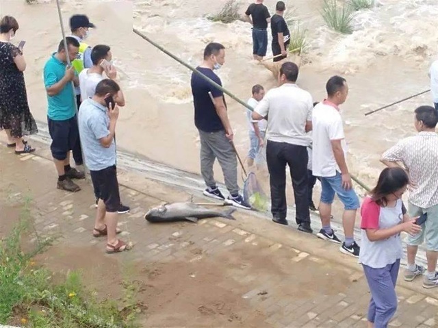Sau mưa lũ, người dân đổ xô ra đường bắt cá - 1 Sau mưa lũ, người dân đổ xô ra đường bắt cá - 1