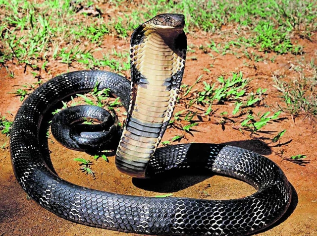 Rắn hổ mang - một trong những loài rắn đầy uy lực và đáng sợ. Hãy nhìn vào hình ảnh để tìm hiểu sự mạnh mẽ và đột phá của chúng.