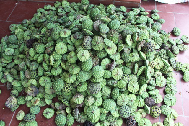 Nông dân thắng lớn, thu cả trăm triệu đồng nhờ trồng sen lấy hạt - 4 Nông dân thắng lớn, thu cả trăm triệu đồng nhờ trồng sen lấy hạt - 4