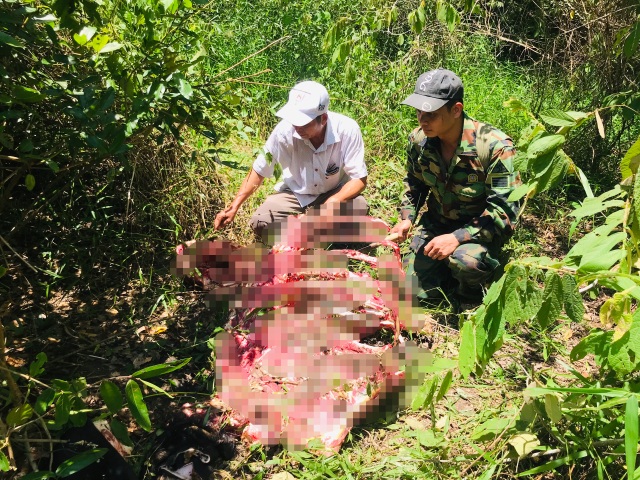 Kiểm lâm nổ súng truy bắt nhóm người giết bò tót - 2 Kiểm lâm nổ súng truy bắt nhóm người giết bò tót - 2
