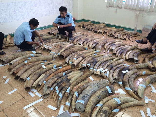 48 năm tù cho 4 đối tượng vi phạm liên quan đến động vật hoang dã - 1 48 năm tù cho 4 đối tượng vi phạm liên quan đến động vật hoang dã - 1