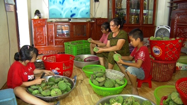 Bỏ cấy lúa sang trồng sen, người dân thu lãi cả trăm triệu đồng - 6 Bỏ cấy lúa sang trồng sen, người dân thu lãi cả trăm triệu đồng - 6