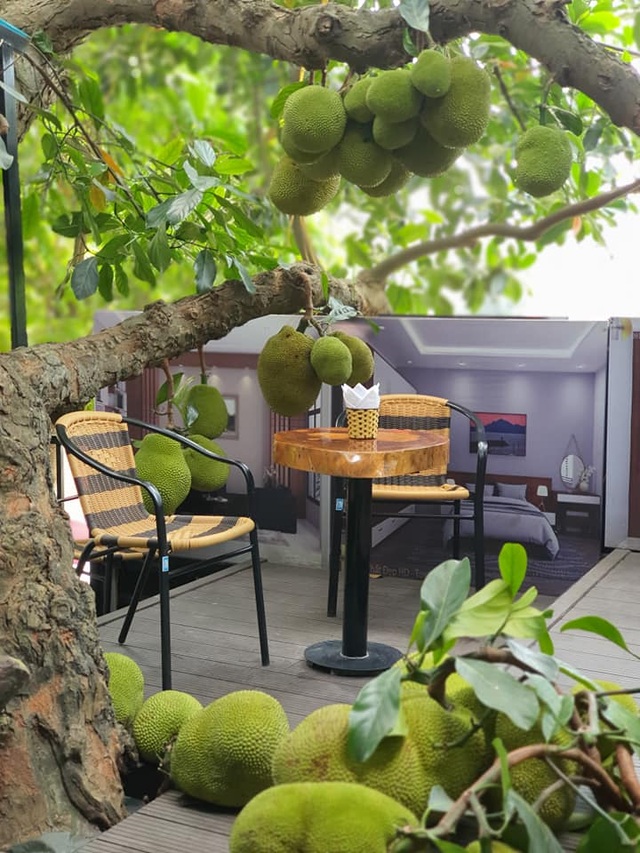 Dân mạng thích thú với quán cà phê cây mít, quả sai trĩu từ gốc đến ngọn - 1 Dân mạng thích thú với quán cà phê cây mít, quả sai trĩu từ gốc đến ngọn - 1