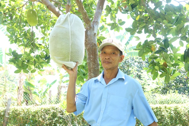 Quảng Nam: Vươn lên thoát nghèo nhờ Tổ hợp tác trồng cây ăn quả - 1