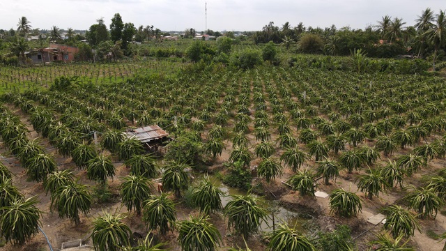 Long An: Thương binh trồng thanh long thu hàng trăm triệu mỗi năm - 6 Long An: Thương binh trồng thanh long thu hàng trăm triệu mỗi năm - 6