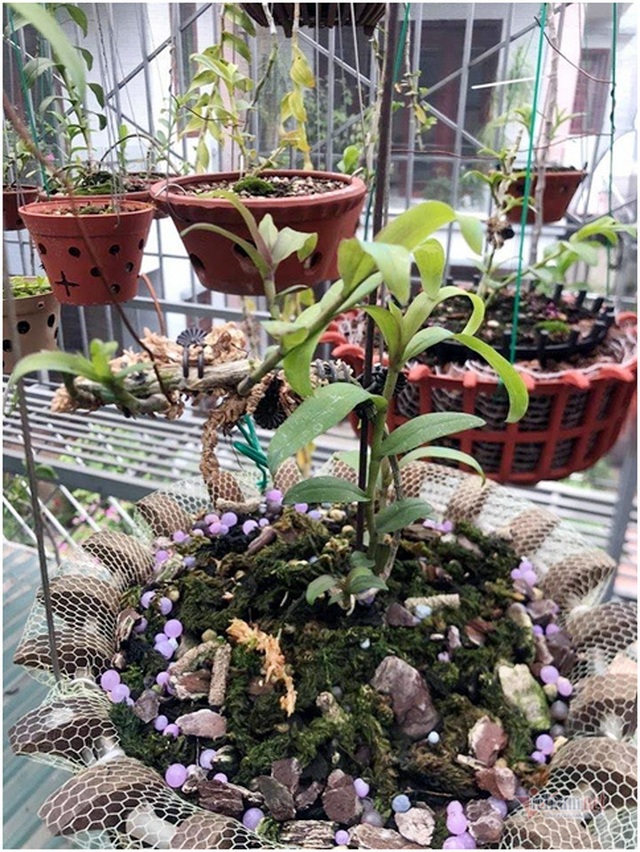 Bỏ 4,5 triệu đồng chơi thử lan đột biến, anh thợ điện máy gây dựng gia tài 10 tỷ đồng - 4 Bỏ 4,5 triệu đồng chơi thử lan đột biến, anh thợ điện máy gây dựng gia tài 10 tỷ đồng - 4